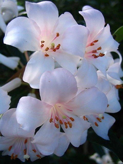 Enchanted Blossoms Secret Garden Blend